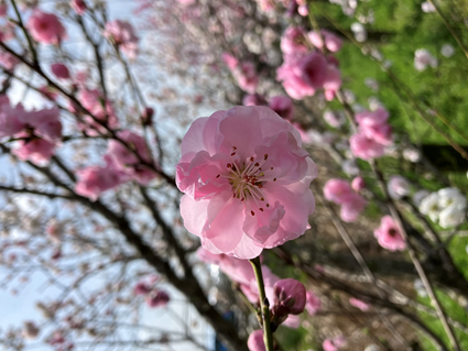 モモ