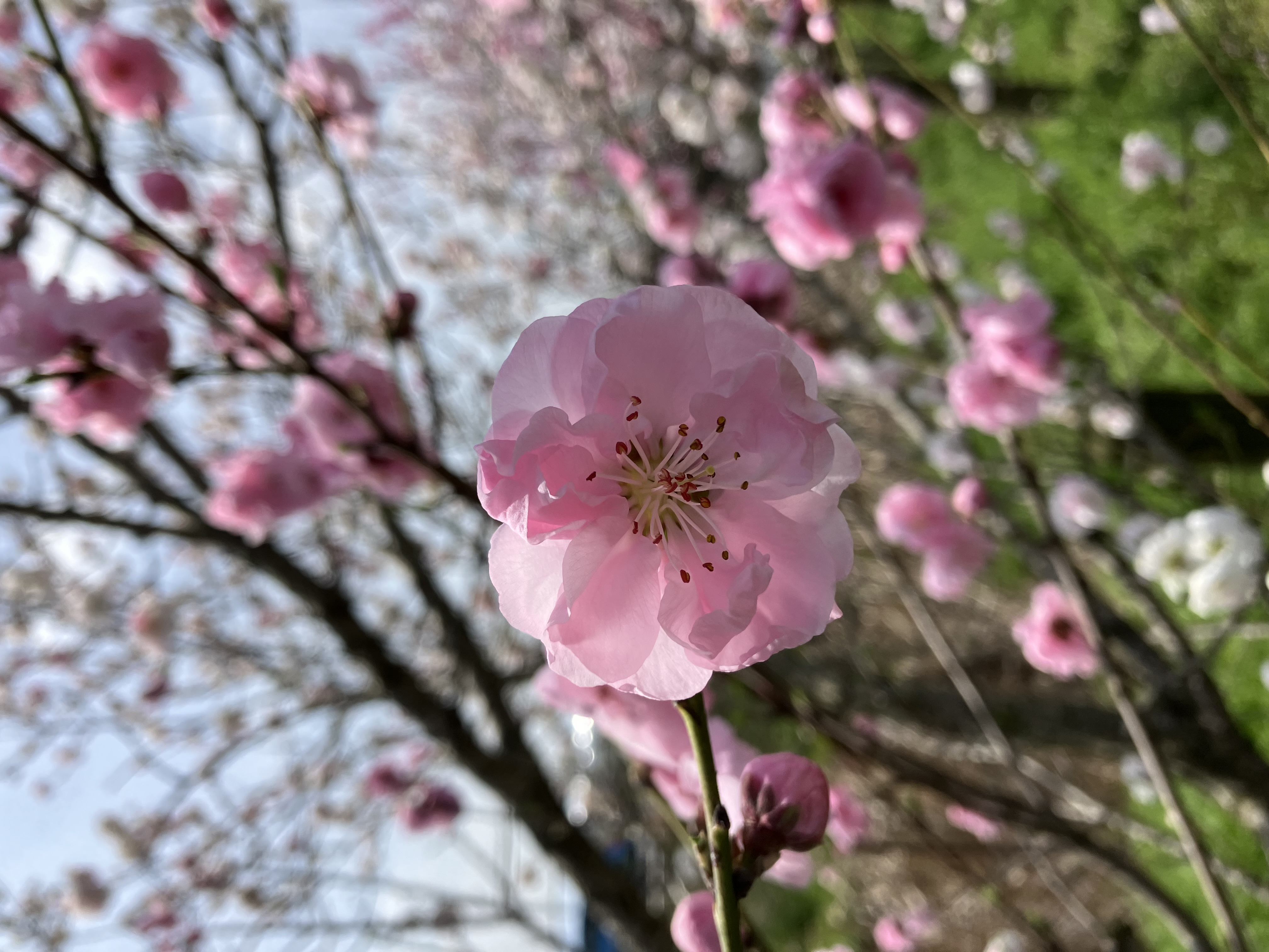 モモ