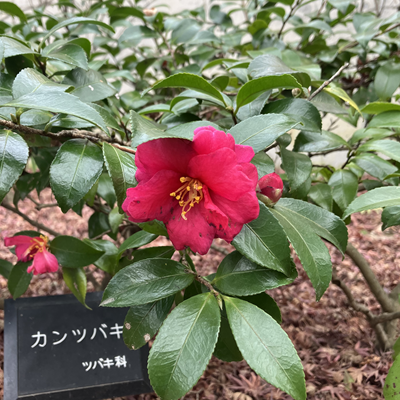 カンツバキ