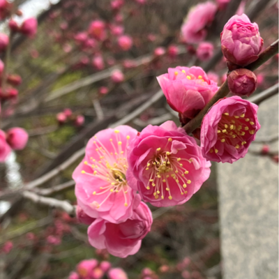 梅