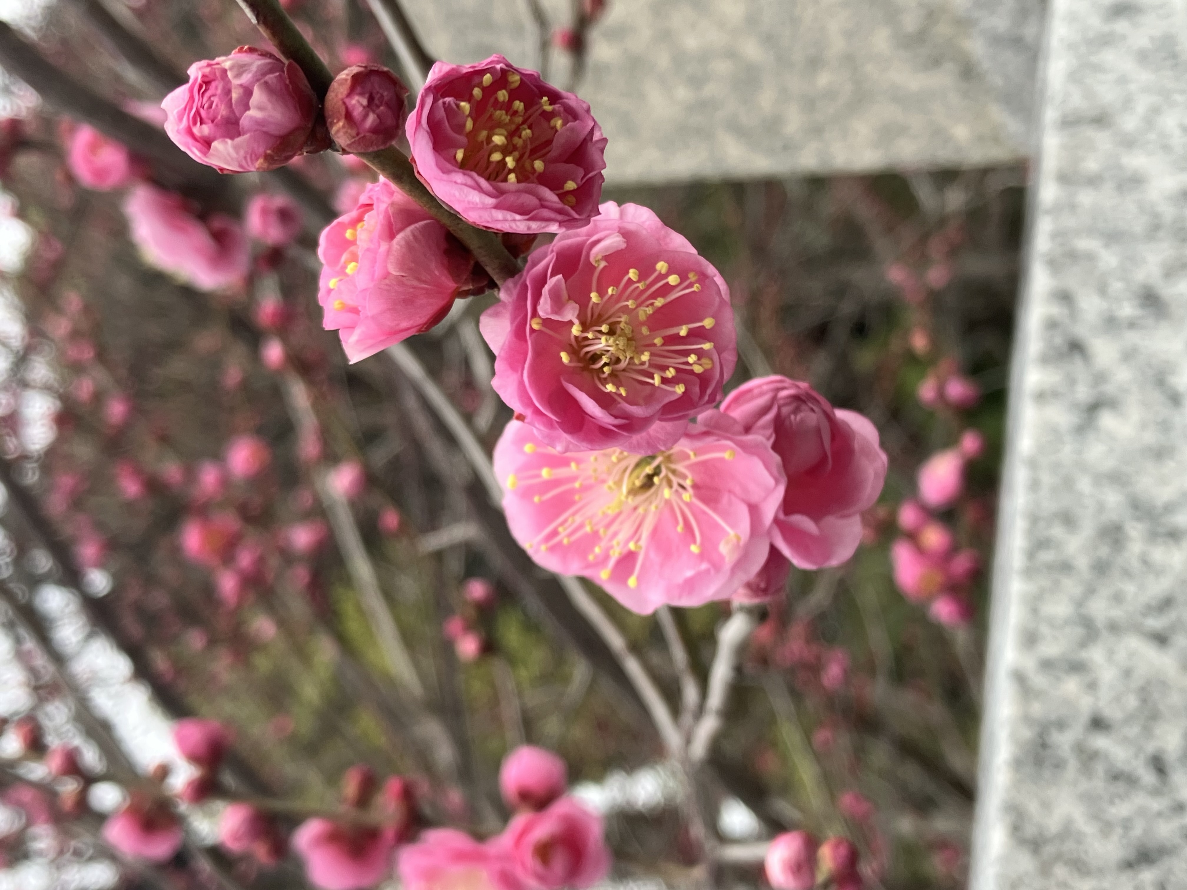 梅