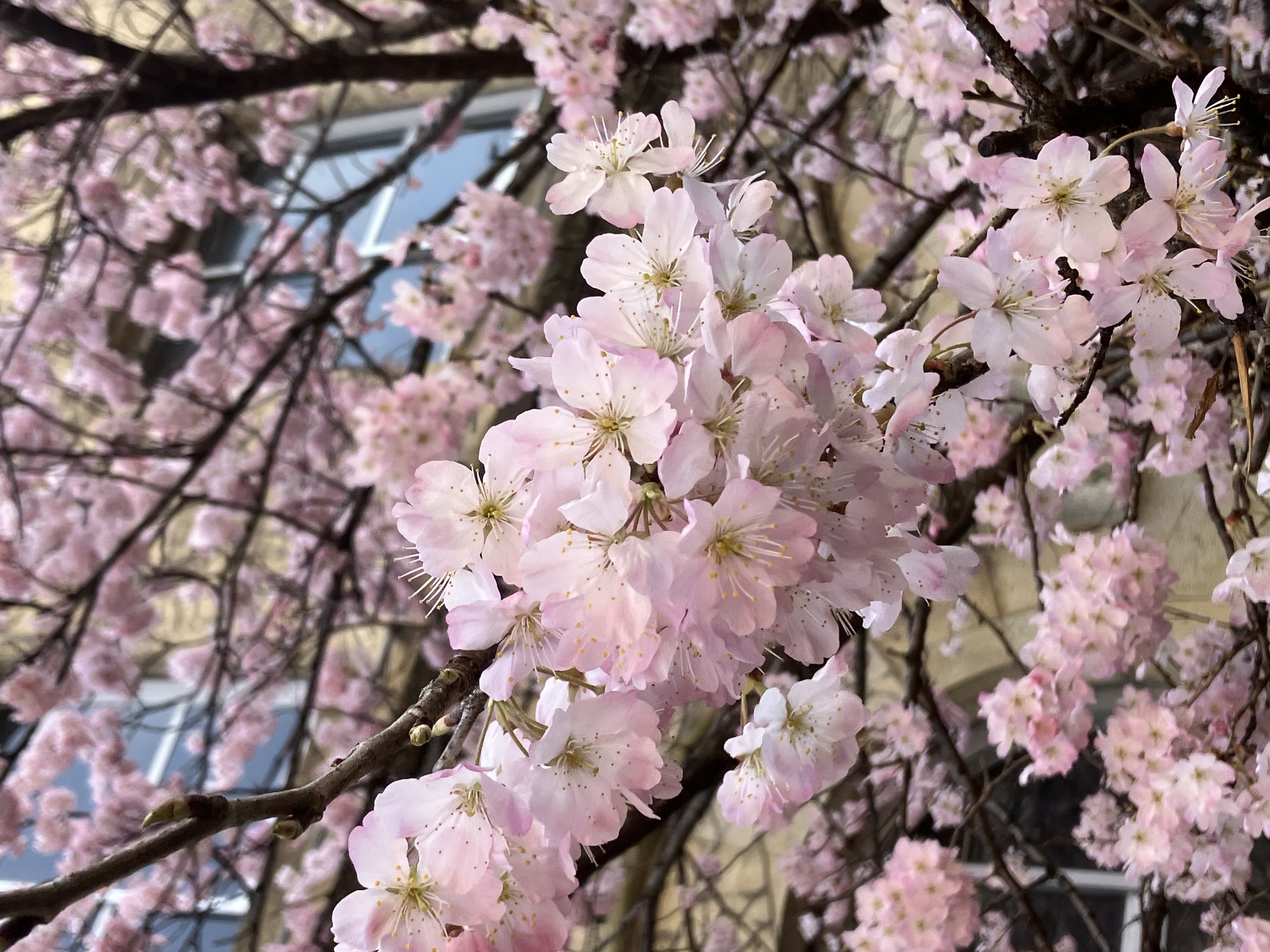 サクラ