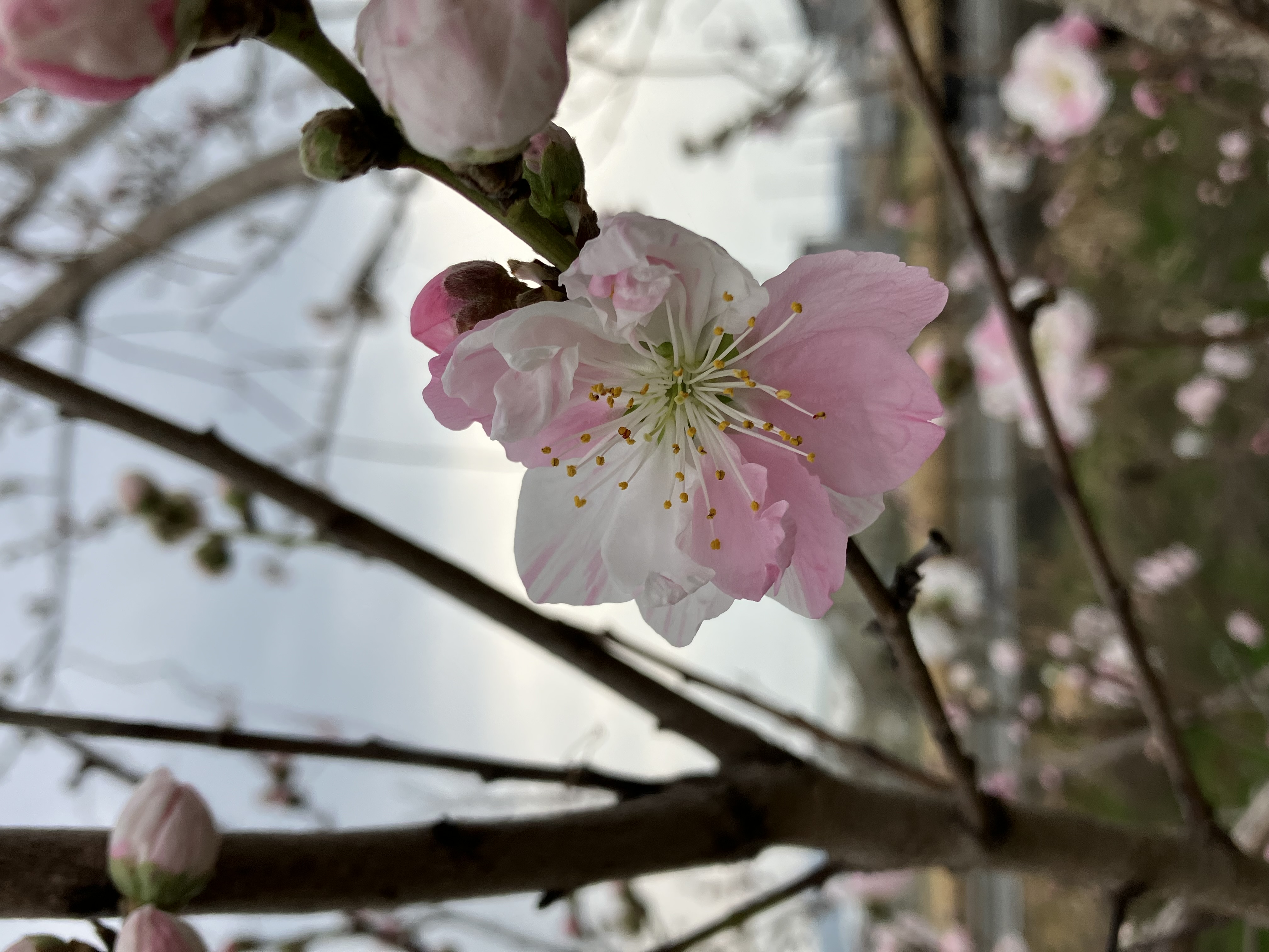 桃