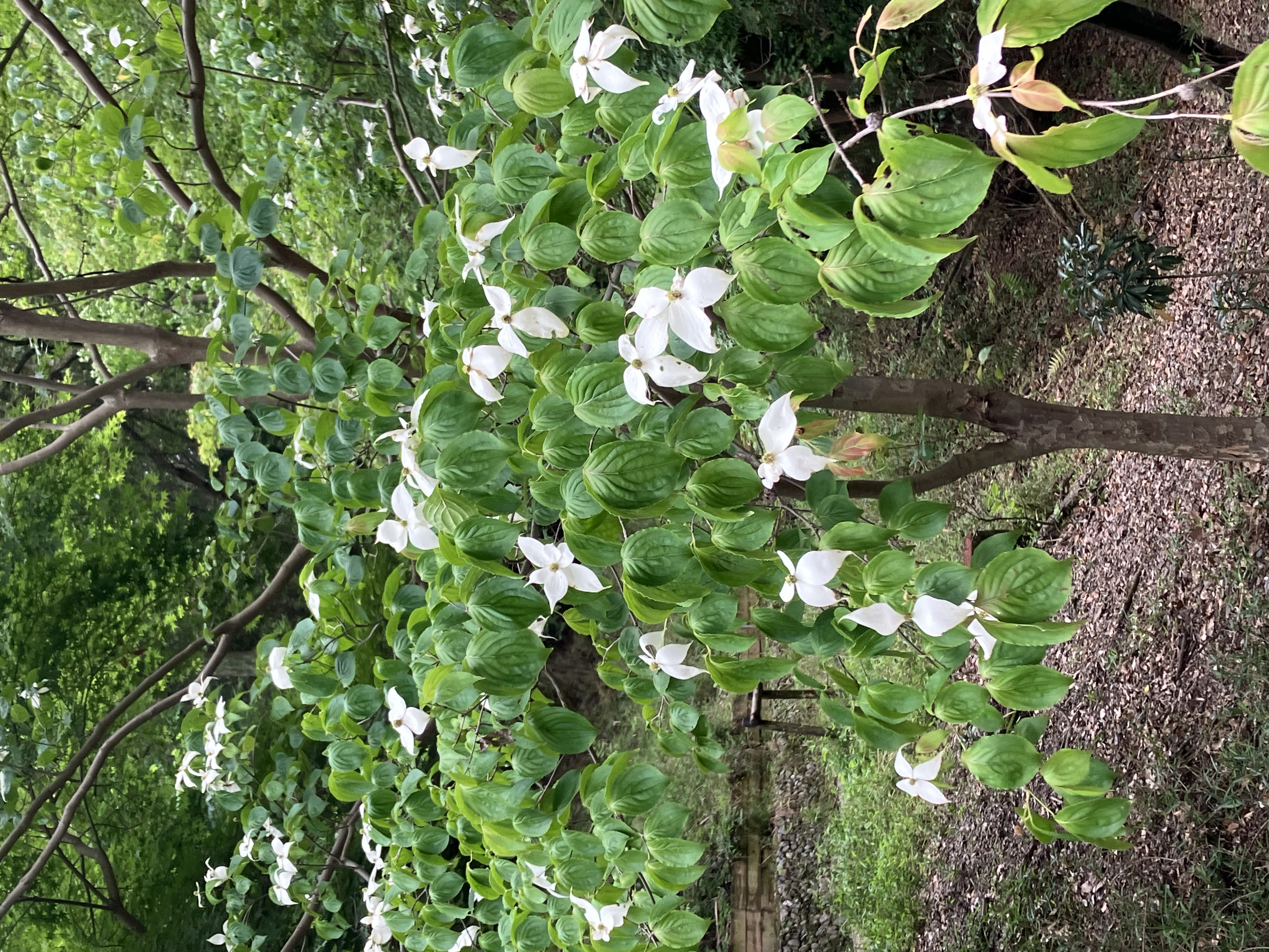 ヤマボウシ