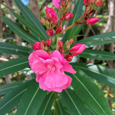 キョウチクトウ