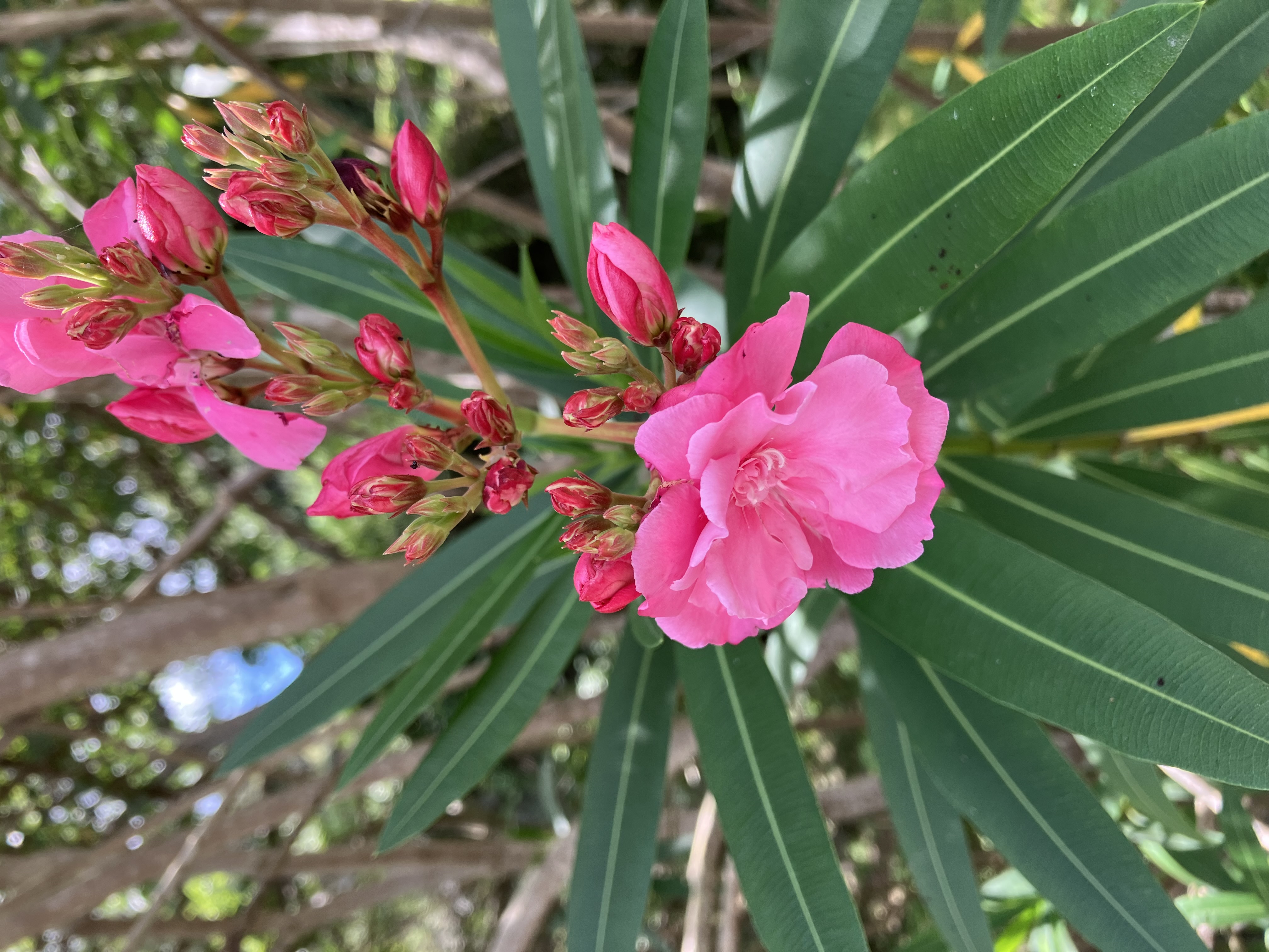 キョウチクトウ