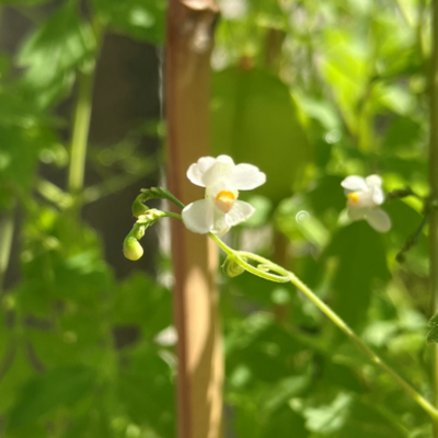 フウセンカズラ