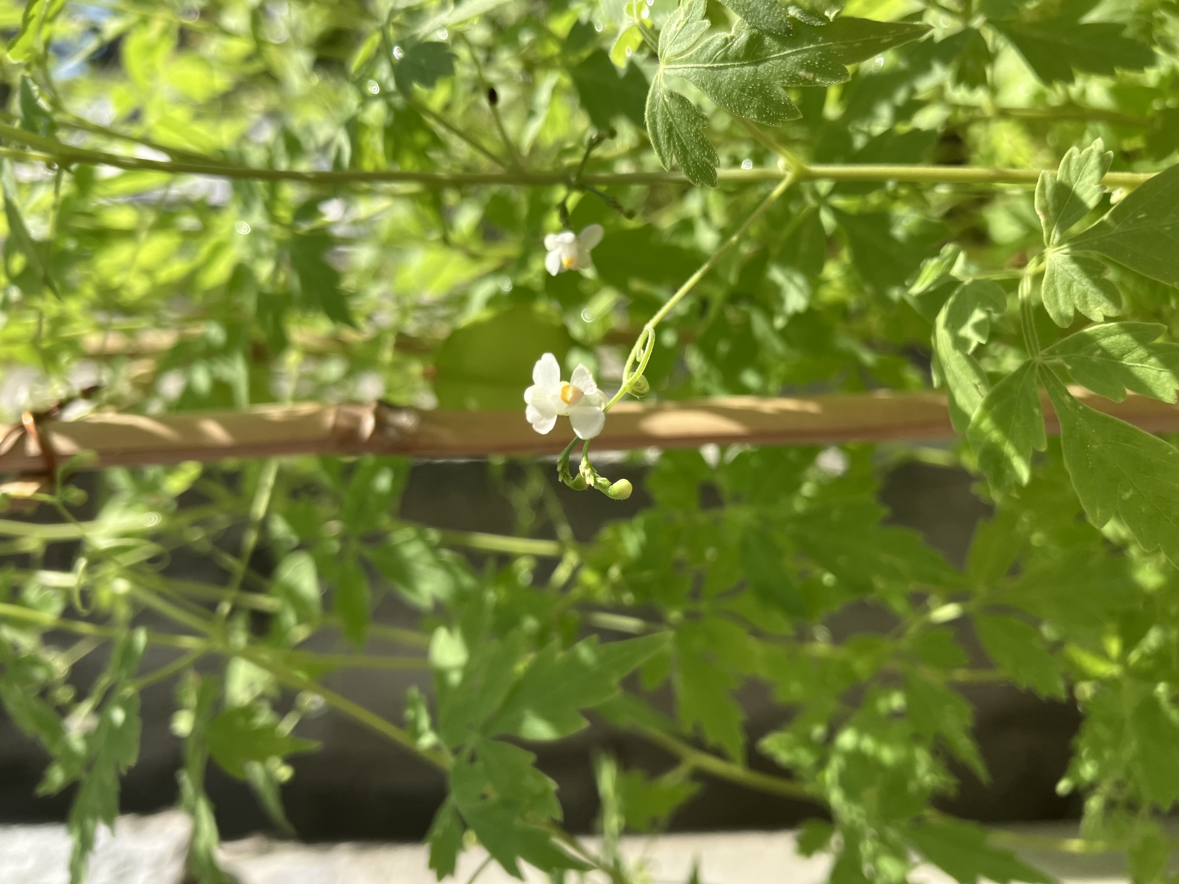 フウセンカズラ